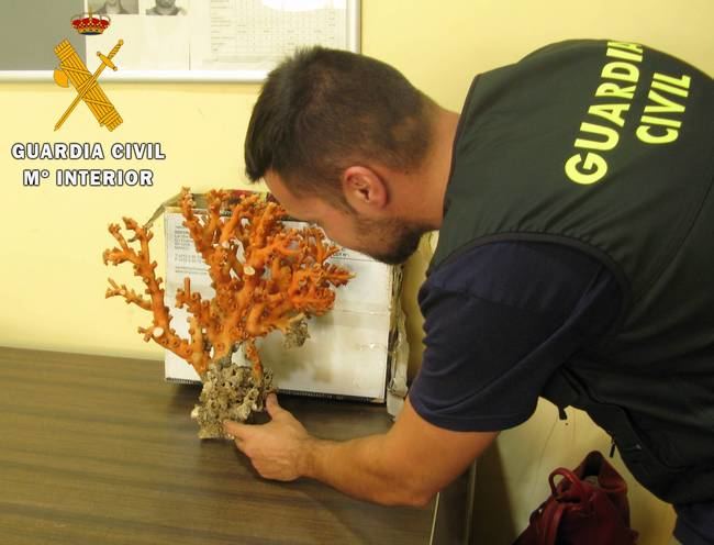 La Guardia Civil localiza en el puerto de Almería 2 kilos de coral rojo