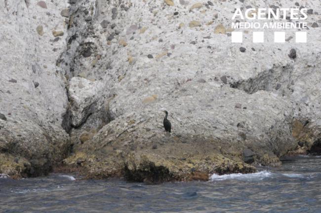 La Junta inicia una campaña para localizar en acantilados nidos del cormorán moñudo