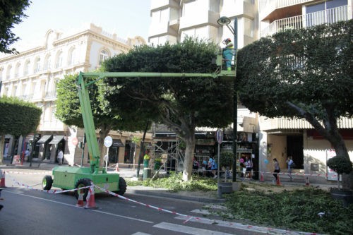 Corte de tráfico en San Luis por poda