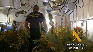 La Guardia Civil localiza 650 plantas de marihuana en una vivienda de Roquetas de Mar