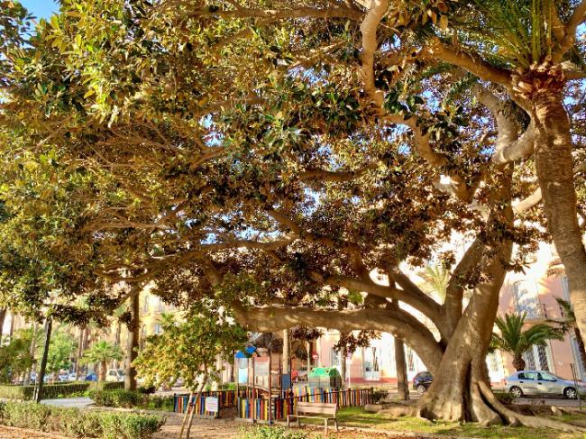 Ficus del Parque Nicolás Salmerón recibe atención técnica