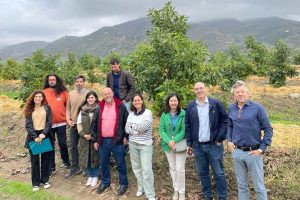 Mejoran la eficiencia del riego en el cultivo de aguacate en Andalucía