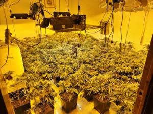 Desmantelan una plantación de marihuana en una vivienda de Canjáyar