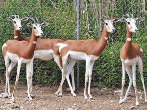 Se cumplen 50 años de la creación del Parque de Rescate de Fauna Sahariana