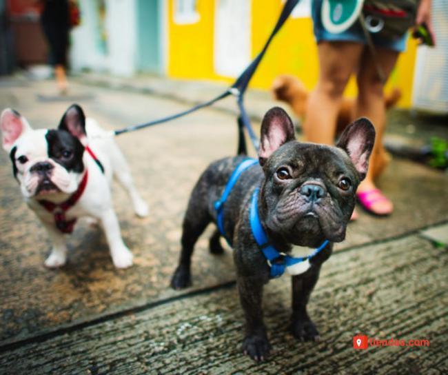 Beneficios para la salud de las personas que aporta convivir con una mascota