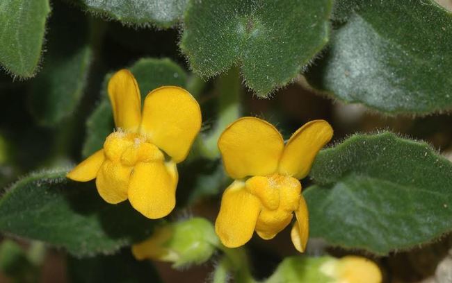 Estas son las 10 plantas más amenazadas en la parte Oriental de Andalucía