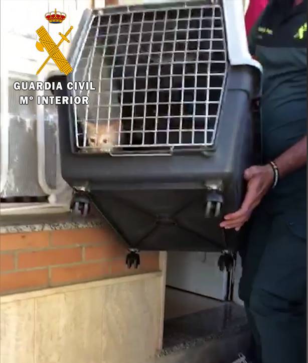 Dos detenidos por hacer fumar a gatitos