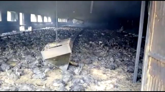 Un incendio mata a 20.000 pollos en una granja de Vélez Blanco