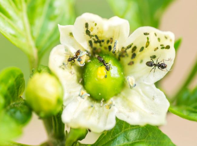 Azúcar para hormigas: una solución contra pulgones en invernaderos