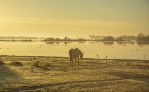 Polémica sobre regadíos en Doñana