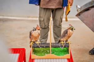 Servicio para el control de aves urbanas en Roquetas de Mar