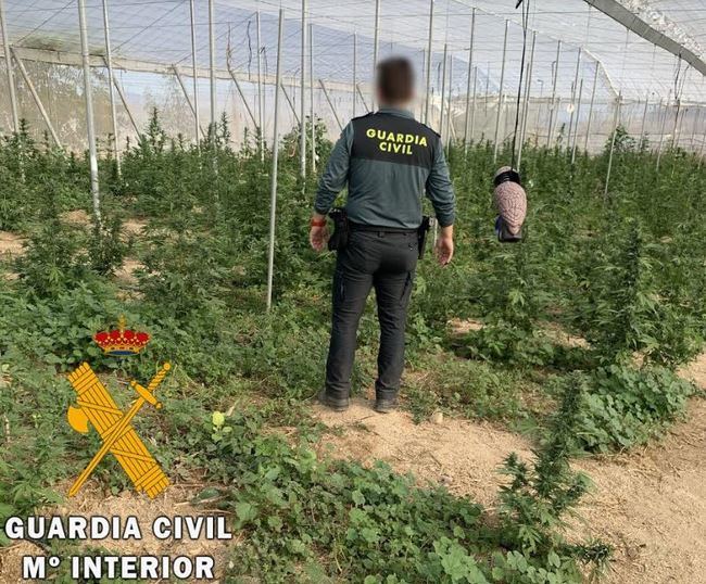 Encuentran en una explotación agrícola y ganadera dos plantaciones de marihuana