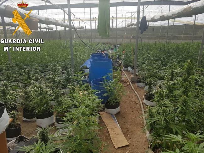 La Guardia Civil localiza un invernadero con más de 2.300 plantas de Marihuana