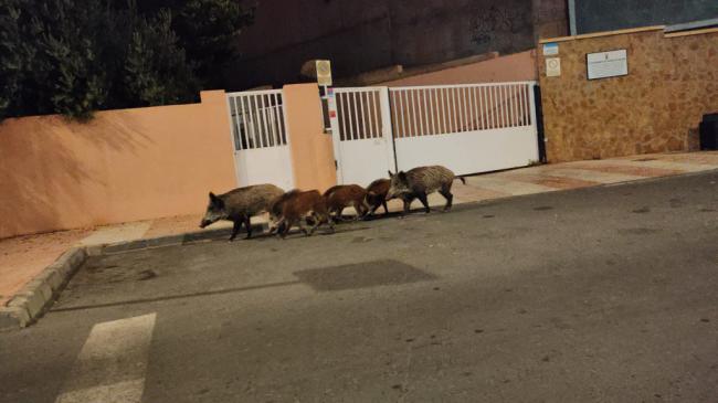 Los jabalíes se pasean por Aguadulce