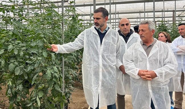 Tomate almeriense: 111.773 toneladas exportadas por 194 millones de euros en cuatro meses