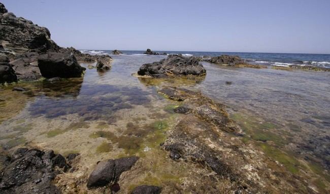 Isla de Alborán se prepara para ser Zona Especial de Conservación