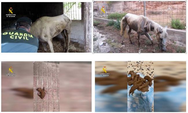 La Guardia Civil interviene en tres casos de maltrato animal en Almería