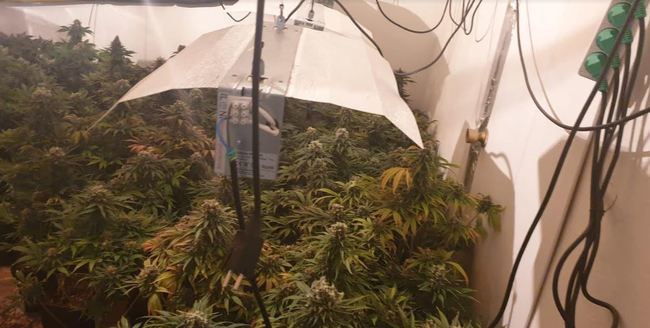 La Policía Local se incauta en La Cañada de 93 plantas de marihuana