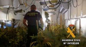 Un detenido tras desmantelar un cultivo de marihuana en una vivienda de Huércal