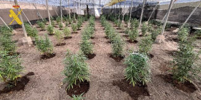 Más de 1200 plantas de marihuana incautadas en Tabernas