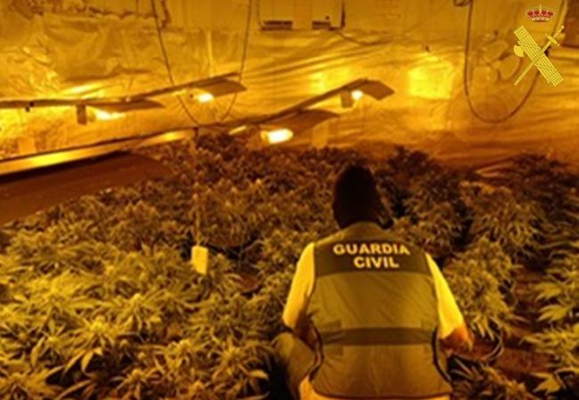 Sofisticado cultivo de marihuana en interior de vivienda en Berja
 