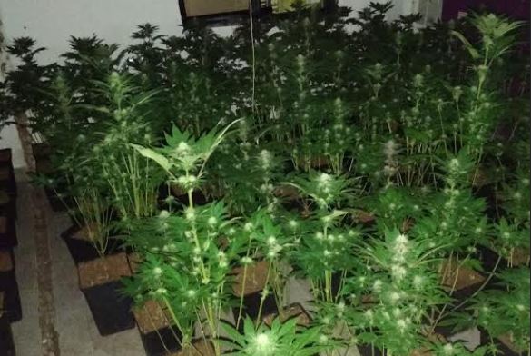 Una vivienda de alquiler de la Junta de Andalucía en Almería ocultaba una plantación de marihuana