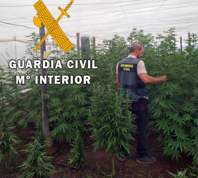 Arrestado el responsable de una plantación de marihuana que había ardido