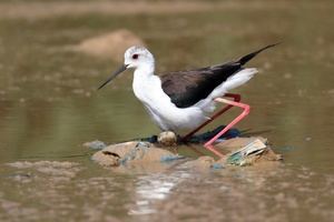 En peligro la nidificación de aves en la Balsa del Sapo