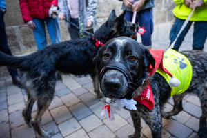 Ayuntamiento de Almería promueve la adopción de 265 animales por Navidad