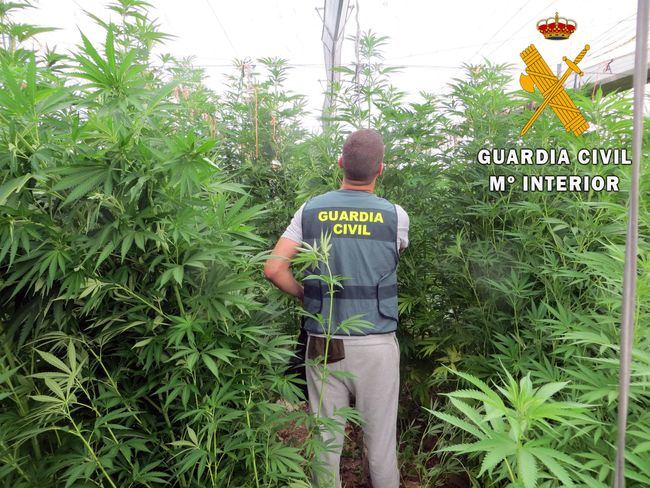 Cuatro detenidos en la mayor plantación invernada de marihuana en lo que va de año