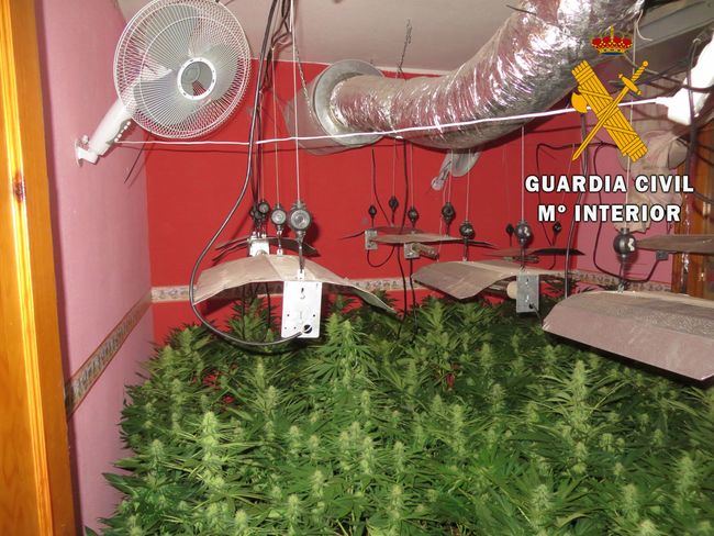 Dos detenidos con cerca 212 plantas de marihuana