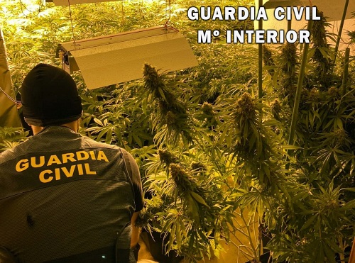 Tres detenidos por un plantación de marihuana en Roquetas