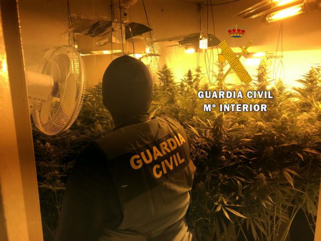 Localizan 232 plantas de marihuana en una casa abandonada de Roquetas