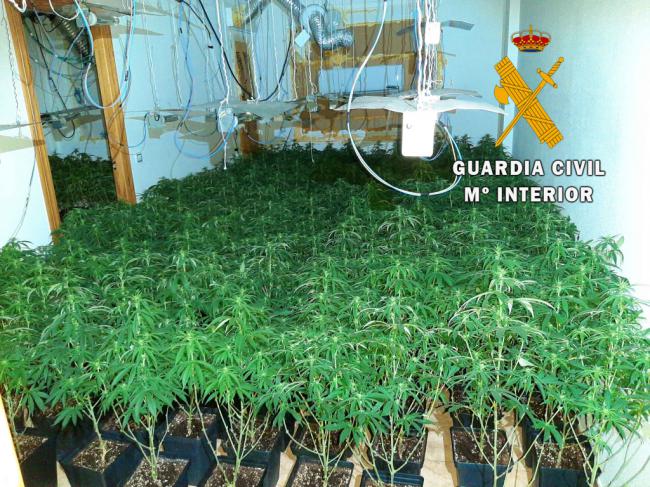 13 enganches eléctricos ilegales para mantener 800 plantas de marihuana