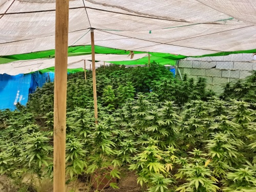 Incautada una plantación de marihuana en el Paraje de El Zorzo