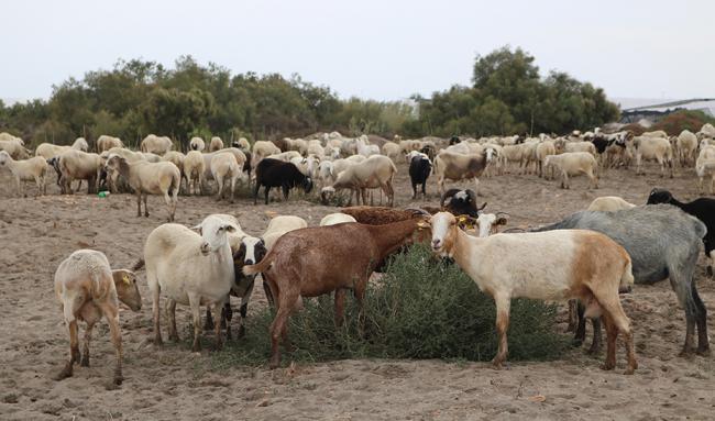 La Unión Europea declara Andalucía como territorio oficialmente libre de brucelosis bovina y ovina-caprina