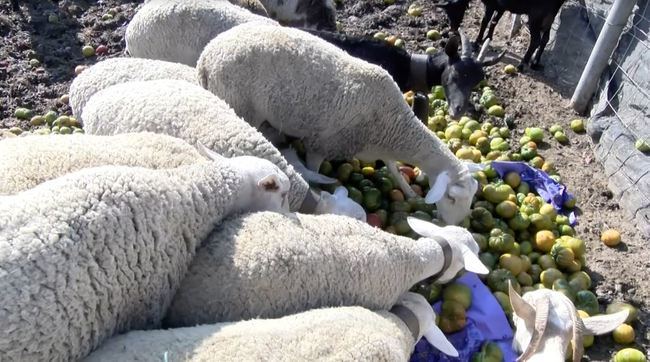 Agricultores tiran dos toneladas de tomates por los bajos precios