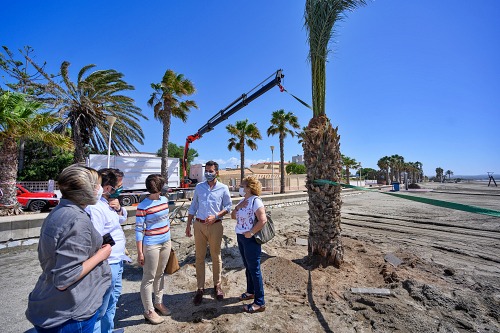 Costacabana recupera su palmera