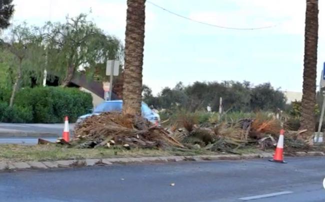 Poda de palmeras en distintas zonas de la capital