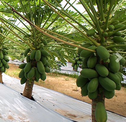 Almería quintuplica su venta de frutos subtropicales