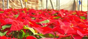 La Flor de Pascua de Almería comienza a colorear la Navidad