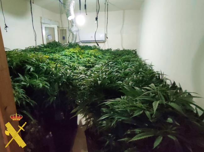 Detenida pareja en Almería por intentar trasladar 101 plantas de marihuana