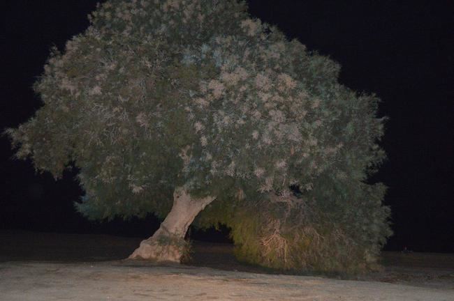 Salvemos Las Salinas solicita más protección para el Taray de los Bajos