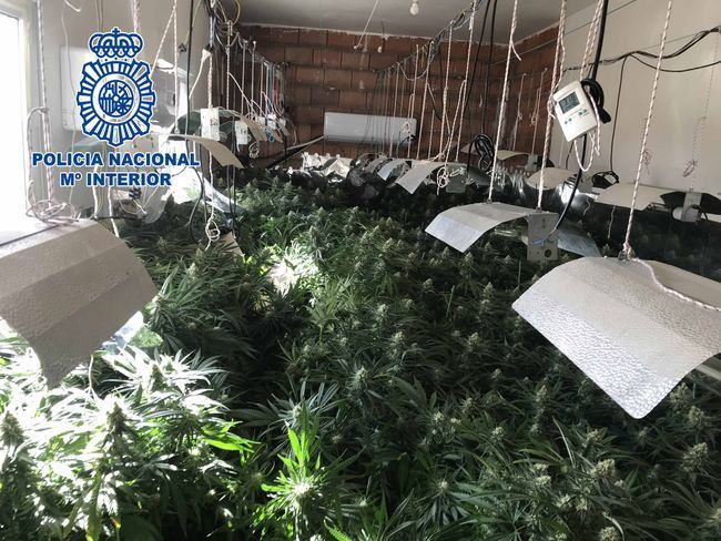 La Policía Nacional incauta 60 kg de marihuana y desmantela un nuevo cultivo en el interior de una vivienda