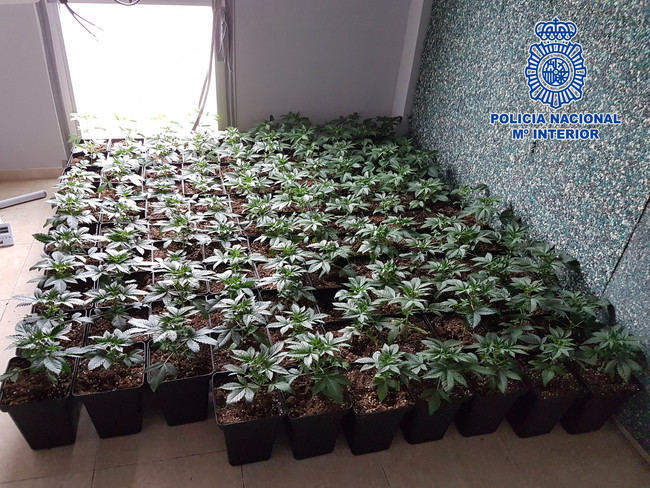 Tres detenidos por una plantación 'in door' de marihuana