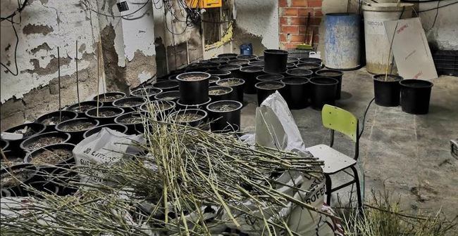 La Policía Nacional destapa una plantación de marihuana con 423 plantas en fase de crecimiento