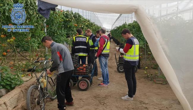 Empresarios agrícolas colocan sus indentidades a ilegales para emplearles