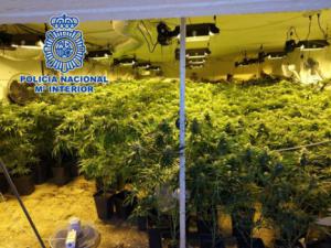 Dos detenidas por tener una plantación de marihuana en casa