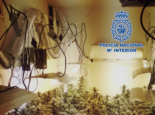 Descubren una plantación de marihuana indoor al sofocar un incendio