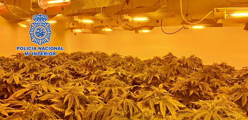 Intervenida una plantación de marihuana en una vivienda de Almería